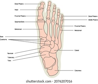 human foot bone skeleton finger