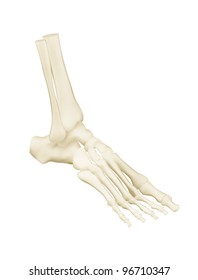 Human Foot Bones Anatomy