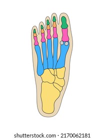 Human foot bones anatomy. Colored foot parts structure. Human leg base diagram vector illustration.