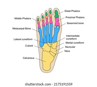 7,520 Cuboid Images, Stock Photos & Vectors | Shutterstock