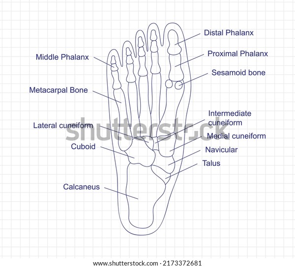 Human foot bones anatomy drawing with a pen\
on notebook. Foot parts structure diagram with bones description.\
Human internal organ\
illustration.