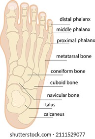 Human foot bones anatomy sketch Vector orthopedic medicine. Skeleton of the phalanges of the ankle and toe, cuboid, metatarsal, navicular and sphenoid bones.