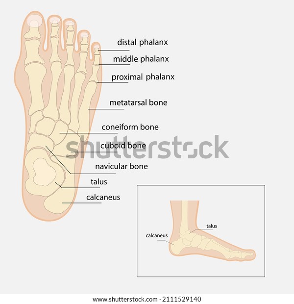 Human foot bones anatomy sketch\
Vector orthopedic medicine. Skeleton of the phalanges of the ankle\
and toe, cuboid, metatarsal, navicular and sphenoid\
bones.