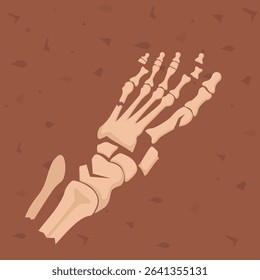 Human foot bones. Archaeological find. Historical value. Image for books, articles, posters archeology