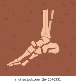 Human foot bones. Archaeological find. Historical value. Image for books, articles, posters archeology