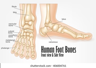 Human foot bones front and side view anatomy