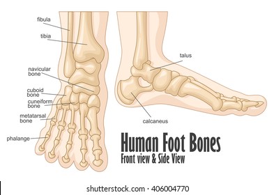 Fișier:Tarsal bones - animation01.gif