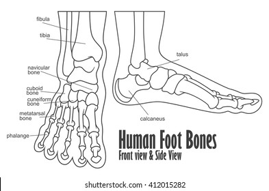 Human foot bones front and side view anatomy