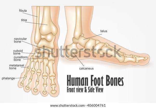 Human Foot Bones Front Side View Stock Vector (Royalty Free) 406004761