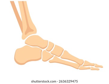 Human foot bones. Image of metatarsus bones and toes. Medical shot.