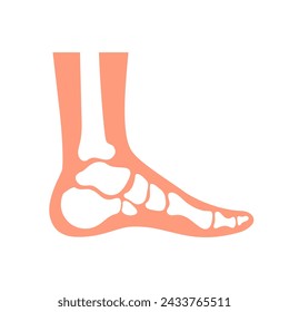Human foot with bones and joints as in xray, medical chart vector illustration