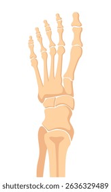 Human foot bones. Metatarsus bones and toes. Medical shot.