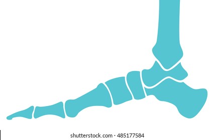 human foot bones (skeleton, anatomy)