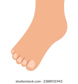 Human foot isolated on white background. Leg vector illustration in cartoon style. Learning body parts for kids