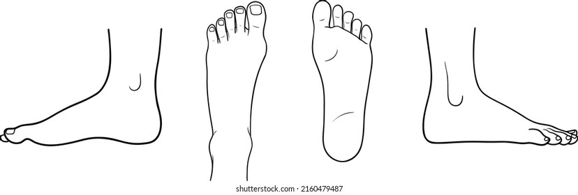 Human foot top back inner outer view vector illustration, male female anatomy line art