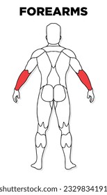Human Forearms muscle male anatomy model vector, perfect for gym illustration, health, medicine and biology lessons.