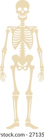 Human full skeleton anatomy illustration in flat vector style, suitable for medical education, biology lessons, school presentations, and science learning materials.