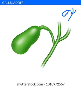 Human gallbladder anatomy realistic illustration front view in detail. Gallbladder exercise isolated on white. Gallbladder 3D illustration style. Urinary tract. Genito-urinary system.