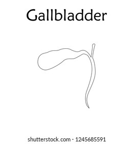 Human gallbladder. Anatomy vector flat illustration. White background. Thin line design.