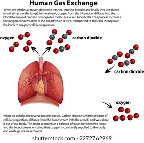 Human Gas Exchange Diagram  Vector illustration