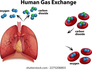 Human Gas Exchange Diagram  Vector illustration