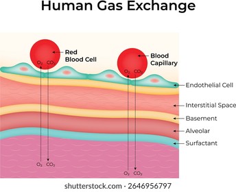 Diagrama de Ilustración vectorial de diseño de Ciencia de intercambio de gas humano