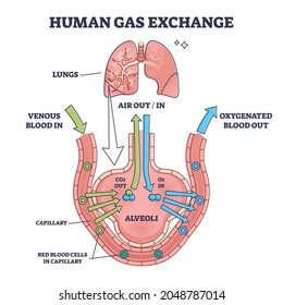 Human gas exchange system with blood oxygen circulation outline diagram. Labeled educational scheme with venous red cells in and oxygenated out vector illustration. Air transportation inside body.