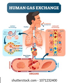 Human Gas Exchange System Vector Illustration. Oxygen Travel From Lungs To Heart, To All Body Cells And Back To Lungs As CO2. Red Blood Cells Transporting Oxygen From Alveoli Capillary To All Organs.