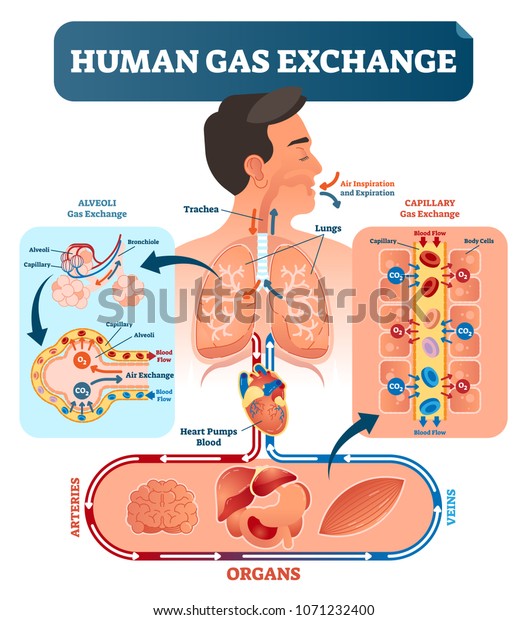人間のガス交換系のベクターイラスト 酸素は肺から心臓へ 全ての体細胞へ そして肺へco2として戻る 肺胞毛細血管から全臓器へ酸素を運ぶ赤血球 のベクター画像素材 ロイヤリティフリー
