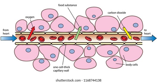 gas exchange clipart