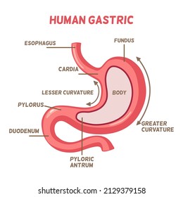 Human gastric concept, a stomach and point label explaining each part of stomach, fungus, esophagus, greatest curvature, pyloric antrum, duodenum, cardia, lesser curvature 