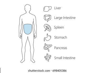 Human Gastrointestinal system scan. Illustration about internal organ and health check up.