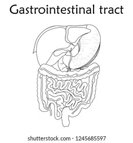 Human gastrointestinal tract. Anatomy vector flat illustration. White background. Thin line design.