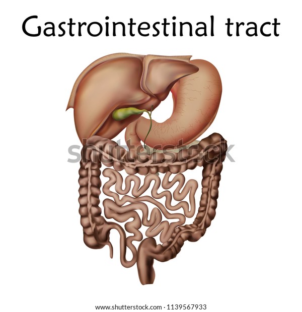 Human Gastrointestinal Tract Anatomy Vector Realistic Stock Vector Royalty Free 1139567933