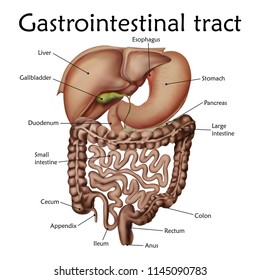 Human gastrointestinal tract with a description. Anatomy vector realistic illustration. White background.