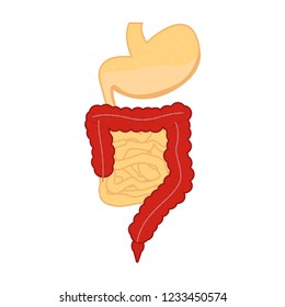 Human gastrointestinal tract. Digestive system. Stomach and intestines vector