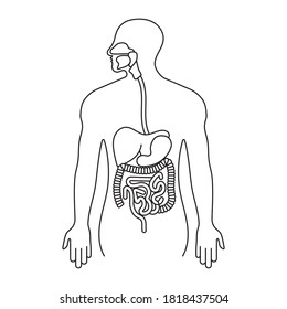 Human gastrointestinal tract or digestive system line art icon for apps and websites