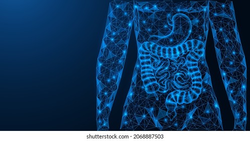 Human gastrointestinal tract. The digestive system. Torso and internal organs. A low-poly model of interconnected elements. Blue background.