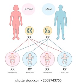 Die Bestimmung des Geschlechts durch Chromosomen beim Menschen, XX ergibt ein weibliches Kind und XY in einem handgezeichneten, schematischen Vektorgrafik eines männlichen Kindes. Medizinwissenschaftliche pädagogische Darstellung