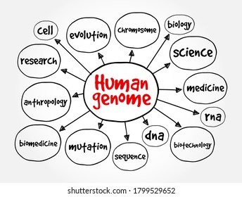 Human Genome Mind Map, Medical Concept For Presentations And Reports