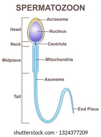 human germ cells-spermatozoon