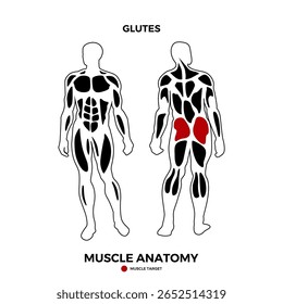 Vector muscular de los glúteos humanos para la presentación de información de ubicación muscular. Adecuado para un producto de salud. Vector eps