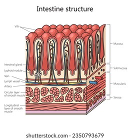 Human gut structure intestinal wall diagram schematic vector illustration. Medical science educational illustration