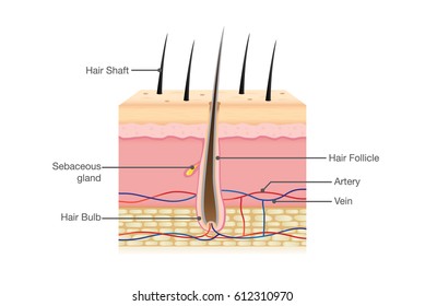 Hair Follicle Diagram High Res Stock Images Shutterstock