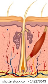 Human Hair Structure Anatomy Illustration. Vector