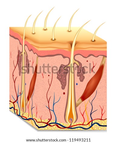 Human Hair Structure Anatomy Illustration Vector Stock Vector (Royalty ...