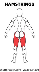 Human Hamstring muscle male anatomy model vector, perfect for gym illustration, health, medicine and biology lessons.