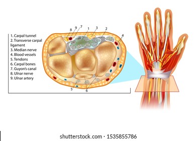 Human Hand Anatomy Illustration. Wrist Cross Section Showing Carpal Tunnel. Cross Section Through Hand.