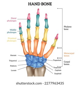 Human hand anatomy with labelled and colored bones realistic infographic vector illustration