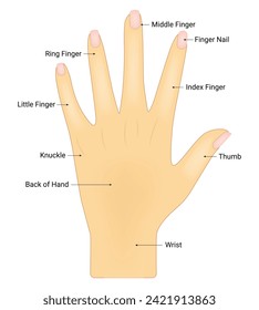 Human Hand Anatomy Science Design Vector Illustration Diagram